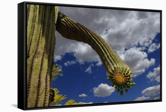 Saguaro cactus buds, Organ Pipe Cactus National Monument, Sonora Desert, Arizona, USA-Jouan Rius-Framed Stretched Canvas