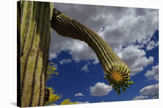 Saguaro cactus buds, Organ Pipe Cactus National Monument, Sonora Desert, Arizona, USA-Jouan Rius-Stretched Canvas