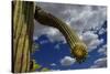 Saguaro cactus buds, Organ Pipe Cactus National Monument, Sonora Desert, Arizona, USA-Jouan Rius-Stretched Canvas