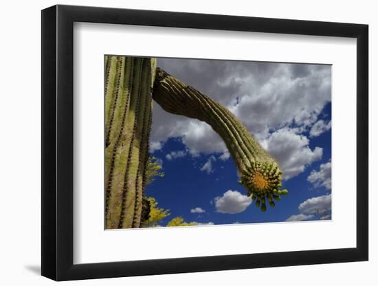 Saguaro cactus buds, Organ Pipe Cactus National Monument, Sonora Desert, Arizona, USA-Jouan Rius-Framed Photographic Print