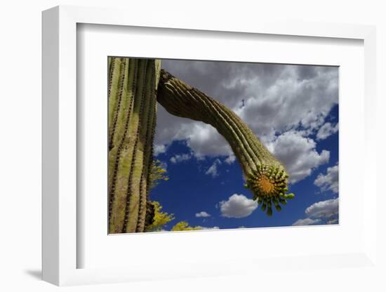 Saguaro cactus buds, Organ Pipe Cactus National Monument, Sonora Desert, Arizona, USA-Jouan Rius-Framed Photographic Print