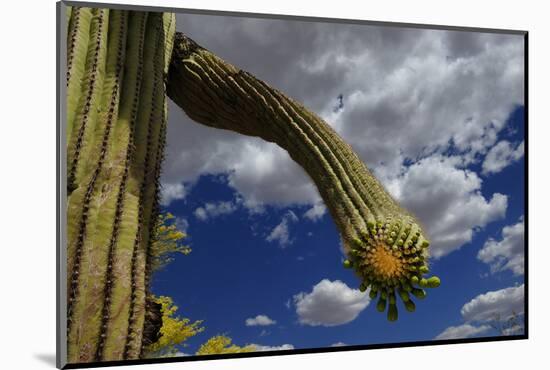 Saguaro cactus buds, Organ Pipe Cactus National Monument, Sonora Desert, Arizona, USA-Jouan Rius-Mounted Photographic Print