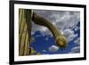 Saguaro cactus buds, Organ Pipe Cactus National Monument, Sonora Desert, Arizona, USA-Jouan Rius-Framed Photographic Print