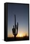 Saguaro Cactus (Camegiea Gigantea) Silhouetted at Sunset-Richard Maschmeyer-Framed Stretched Canvas