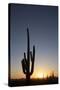 Saguaro Cactus (Camegiea Gigantea) Silhouetted at Sunset-Richard Maschmeyer-Stretched Canvas