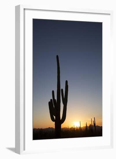 Saguaro Cactus (Camegiea Gigantea) Silhouetted at Sunset-Richard Maschmeyer-Framed Photographic Print