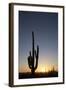 Saguaro Cactus (Camegiea Gigantea) Silhouetted at Sunset-Richard Maschmeyer-Framed Photographic Print