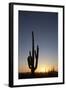 Saguaro Cactus (Camegiea Gigantea) Silhouetted at Sunset-Richard Maschmeyer-Framed Photographic Print