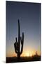 Saguaro Cactus (Camegiea Gigantea) Silhouetted at Sunset-Richard Maschmeyer-Mounted Photographic Print