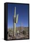 Saguaro Cactus (Camegiea Gigantea)-Richard Maschmeyer-Framed Stretched Canvas