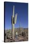 Saguaro Cactus (Camegiea Gigantea)-Richard Maschmeyer-Stretched Canvas