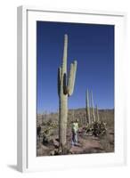 Saguaro Cactus (Camegiea Gigantea)-Richard Maschmeyer-Framed Photographic Print