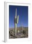 Saguaro Cactus (Camegiea Gigantea)-Richard Maschmeyer-Framed Photographic Print