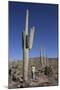 Saguaro Cactus (Camegiea Gigantea)-Richard Maschmeyer-Mounted Photographic Print