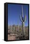 Saguaro Cactus (Camegiea Gigantea)-Richard Maschmeyer-Framed Stretched Canvas