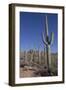 Saguaro Cactus (Camegiea Gigantea)-Richard Maschmeyer-Framed Photographic Print