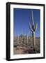 Saguaro Cactus (Camegiea Gigantea)-Richard Maschmeyer-Framed Photographic Print