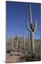 Saguaro Cactus (Camegiea Gigantea)-Richard Maschmeyer-Mounted Photographic Print