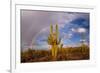 Saguaro cactus (Carnegiea gigantea) and rainbow over desert, South Maricopa Mountains Wilderness...-Panoramic Images-Framed Photographic Print