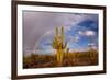 Saguaro cactus (Carnegiea gigantea) and rainbow over desert, South Maricopa Mountains Wilderness...-Panoramic Images-Framed Photographic Print