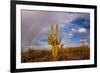 Saguaro cactus (Carnegiea gigantea) and rainbow over desert, South Maricopa Mountains Wilderness...-Panoramic Images-Framed Photographic Print