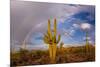 Saguaro cactus (Carnegiea gigantea) and rainbow over desert, South Maricopa Mountains Wilderness...-Panoramic Images-Mounted Photographic Print