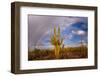 Saguaro cactus (Carnegiea gigantea) and rainbow over desert, South Maricopa Mountains Wilderness...-Panoramic Images-Framed Photographic Print