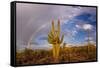 Saguaro cactus (Carnegiea gigantea) and rainbow over desert, South Maricopa Mountains Wilderness...-Panoramic Images-Framed Stretched Canvas