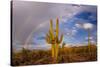 Saguaro cactus (Carnegiea gigantea) and rainbow over desert, South Maricopa Mountains Wilderness...-Panoramic Images-Stretched Canvas