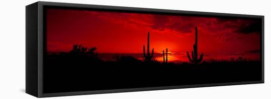 Saguaro Cactus (Carnegiea Gigantea) in a Desert at Dusk, Arizona, USA-null-Framed Stretched Canvas