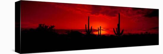 Saguaro Cactus (Carnegiea Gigantea) in a Desert at Dusk, Arizona, USA-null-Stretched Canvas