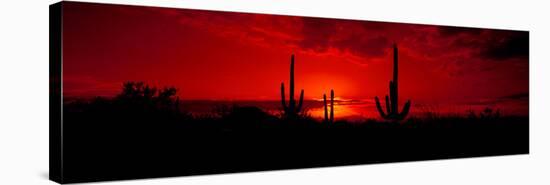 Saguaro Cactus (Carnegiea Gigantea) in a Desert at Dusk, Arizona, USA-null-Stretched Canvas
