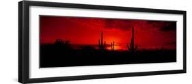 Saguaro Cactus (Carnegiea Gigantea) in a Desert at Dusk, Arizona, USA-null-Framed Premium Photographic Print