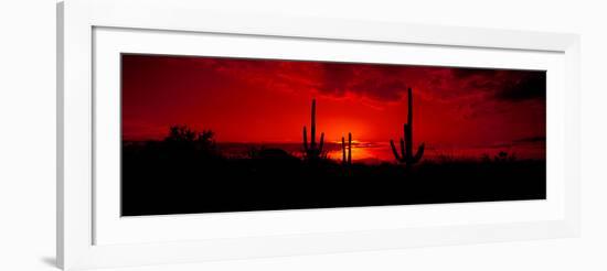 Saguaro Cactus (Carnegiea Gigantea) in a Desert at Dusk, Arizona, USA-null-Framed Photographic Print