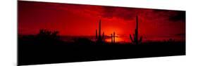 Saguaro Cactus (Carnegiea Gigantea) in a Desert at Dusk, Arizona, USA-null-Mounted Photographic Print