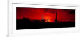 Saguaro Cactus (Carnegiea Gigantea) in a Desert at Dusk, Arizona, USA-null-Framed Photographic Print