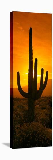 Saguaro Cactus (Carnegiea Gigantea) in a Desert at Sunrise, Arizona, USA-null-Stretched Canvas