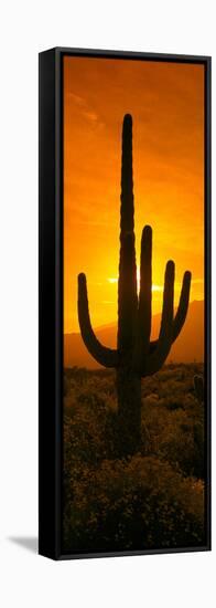 Saguaro Cactus (Carnegiea Gigantea) in a Desert at Sunrise, Arizona, USA-null-Framed Stretched Canvas