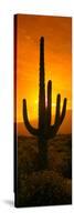 Saguaro Cactus (Carnegiea Gigantea) in a Desert at Sunrise, Arizona, USA-null-Stretched Canvas