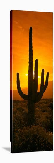 Saguaro Cactus (Carnegiea Gigantea) in a Desert at Sunrise, Arizona, USA-null-Stretched Canvas