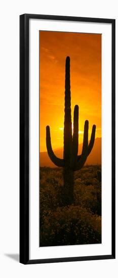 Saguaro Cactus (Carnegiea Gigantea) in a Desert at Sunrise, Arizona, USA-null-Framed Premium Photographic Print