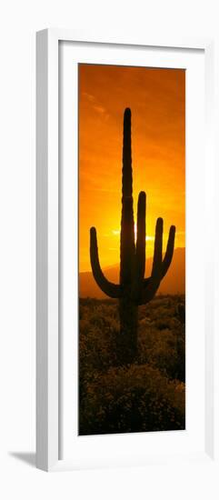 Saguaro Cactus (Carnegiea Gigantea) in a Desert at Sunrise, Arizona, USA-null-Framed Photographic Print