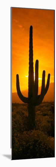 Saguaro Cactus (Carnegiea Gigantea) in a Desert at Sunrise, Arizona, USA-null-Mounted Photographic Print