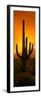 Saguaro Cactus (Carnegiea Gigantea) in a Desert at Sunrise, Arizona, USA-null-Framed Photographic Print