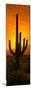 Saguaro Cactus (Carnegiea Gigantea) in a Desert at Sunrise, Arizona, USA-null-Mounted Photographic Print