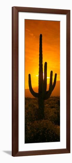 Saguaro Cactus (Carnegiea Gigantea) in a Desert at Sunrise, Arizona, USA-null-Framed Photographic Print