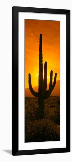 Saguaro Cactus (Carnegiea Gigantea) in a Desert at Sunrise, Arizona, USA-null-Framed Photographic Print