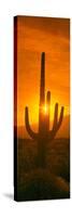 Saguaro Cactus (Carnegiea Gigantea) in a Desert at Sunrise, Arizona, USA-null-Stretched Canvas