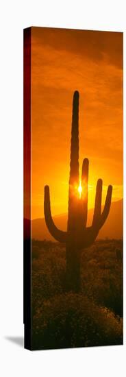 Saguaro Cactus (Carnegiea Gigantea) in a Desert at Sunrise, Arizona, USA-null-Stretched Canvas