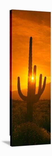 Saguaro Cactus (Carnegiea Gigantea) in a Desert at Sunrise, Arizona, USA-null-Stretched Canvas